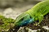 _16C7968 Balkan Green Lizard